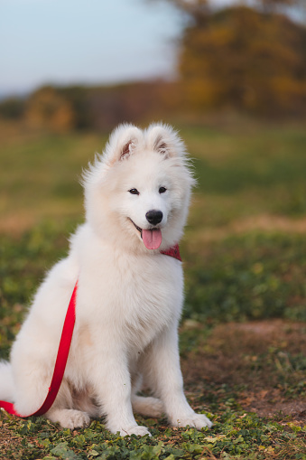 Portrait of a cute Samoyed puppy.