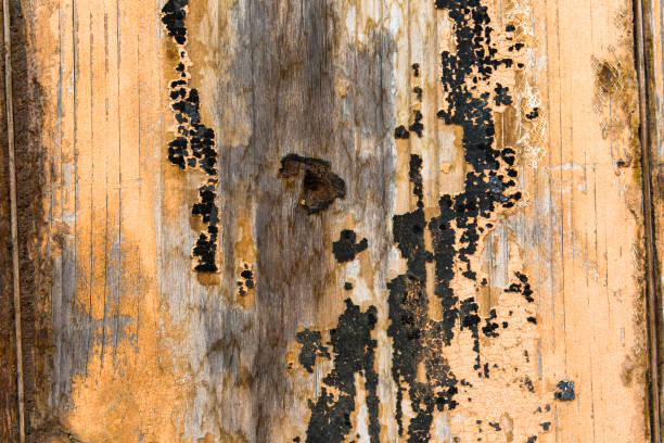 istock A fragment of a hardwood. 1436773546