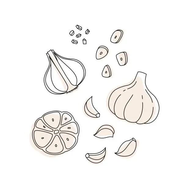 Vector illustration of Doodle outline set whole and slice garlic with spot. Vector hand-drawn illustration for packing isolated on transparent background