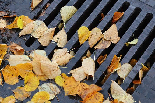 Close-up view of a street gully with fallen autumn leaves.