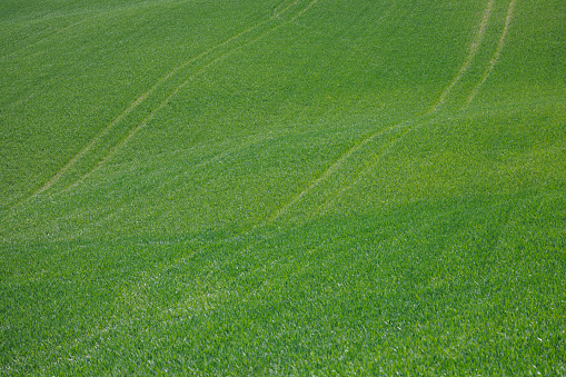 Defocused image of grass
