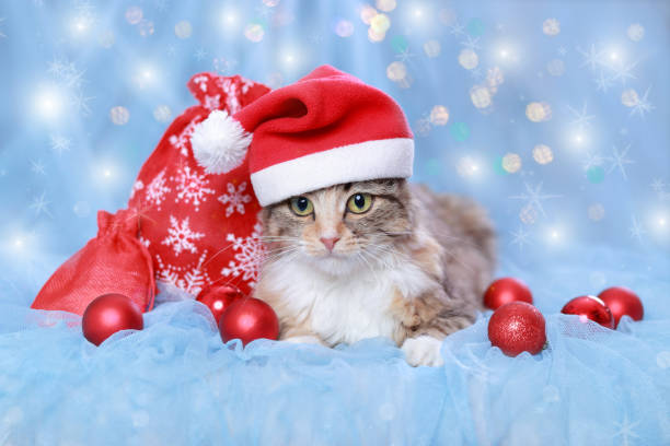 istock Cat with Green Eyes in a Santa Claus hat sits on a blue  background with sparkling lights or stars. New Year holiday background. Christmas Cat with Christmas balls and decoration. Winter season. 2023 1436775607