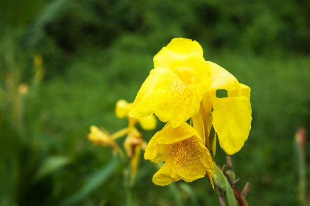 Yellow tropical flower in nature