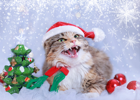 Aggressive Kitten. Angry Cat with green eyes in a Santa Claus hat lies on a white background near a small toy Christmas tree. Winter season. Christmas Cat. New Year holiday background. Shows teeth