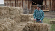 istock Teenage Caucasian Boy Carrying and Stacking Heavy Bales of Hay on a Small Town Family-Owned Ranch in Colorado, USA 1436779991