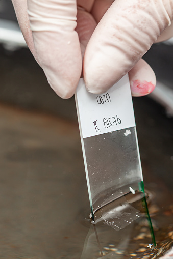 Scientist preparing a paraffin embedded tissue for pathology analysis. Floating method for Paraffin-embedded Tissue. Scientist picking up the sections onto the microscope slide from the water.