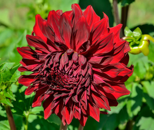 flor de dalia de color rojo oscuro, variedad spartacus de cerca - spartacus fotografías e imágenes de stock