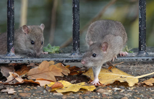 가을날 공원의 울타리 난간을 밟는 갈색 쥐 두 마리의 유쾌한 장면. - 쥐 뉴스 사진 이미지