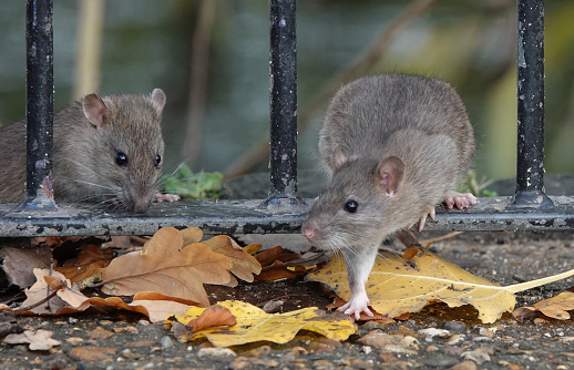 Two brown rats climbing through the railings of a fence in a UK park in autumn.