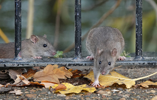 Two brown rats foraging for food in a park on an autumn day.