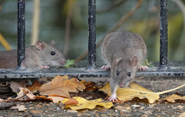 Two brown rats climbing through a metal fence in a park on an autumn day. Two brown rats foraging for food in a park on an autumn day. rodent stock pictures, royalty-free photos & images