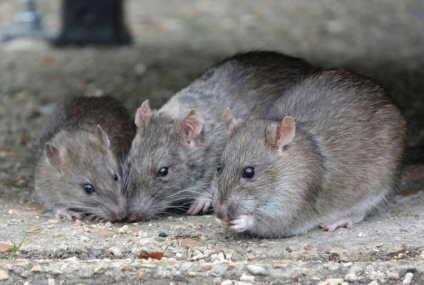 un pequeño grupo de ratas comiendo restos de comida en un parque. - rodent animal nature wildlife fotografías e imágenes de stock