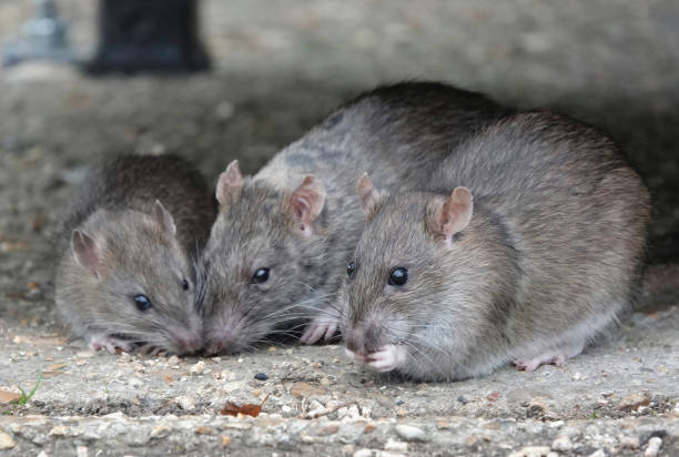 공원에서 음식 조각을 먹는 작은 쥐 그룹. - 쥐 뉴스 사진 이미지