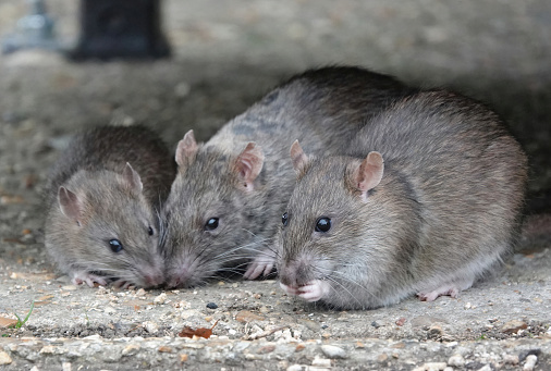 A selective focus shot of a small group of rats eating in a park.