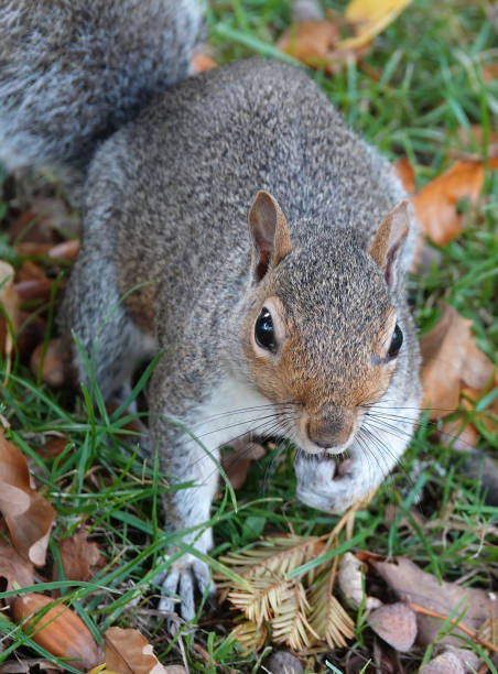 istock A selective focus closeup of a grey squirrel in a park. 1436784626