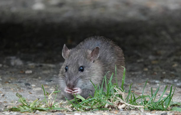 istock A cute brown rat eating with its paws behind grass growing on a concrete path in a park. 1436784642