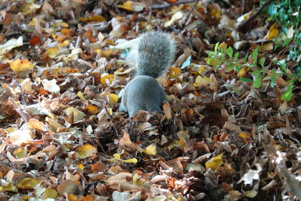 A grey squirrel with its head buried in the autumn leaves digging for food.