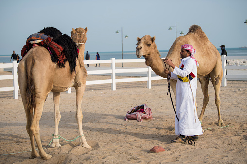 Doha, Qatar- October,22,2022 : A man puts traditional riding equipment on a camel.