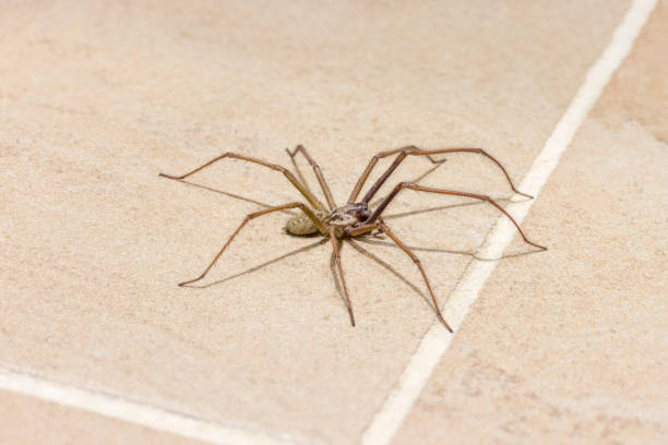 ragno gigante della casa sul pavimento di piastrelle nella casa del regno unito - ragno foto e immagini stock