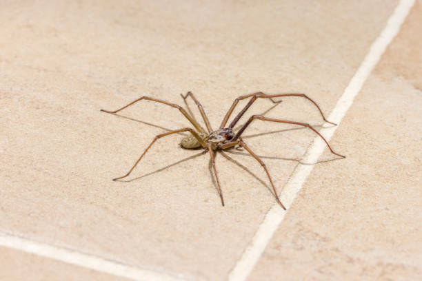 Giant house spider on tile floor in UK house Giant house spider (Eratigena atrica) on a tiled kitchen floor in a UK house spider stock pictures, royalty-free photos & images