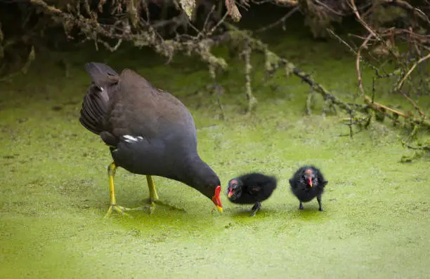 Moorhen (Fulica chloropus) with chicks wading over pond weed on the Grand Union Canal at Stoke Bruerne, Northamptonshire, UK