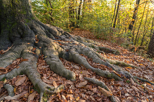 Large, long roots over the autumn leaves of old beech tree growing in the forest