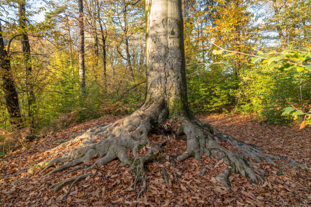 Large, long roots over the autumn leaves of old beech tree growing in the forest