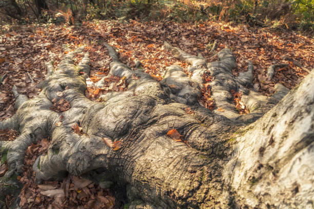 Large, long roots over the autumn leaves of old beech tree growing in the forest