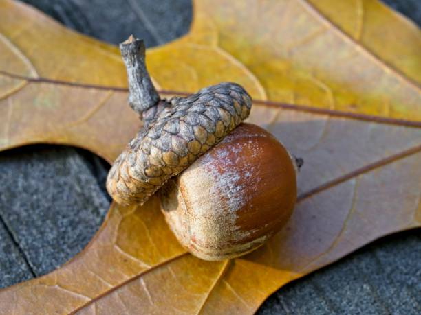 A macro image of an oak acorn lying on a brown oak leaf. texture and details of the acorn seed.