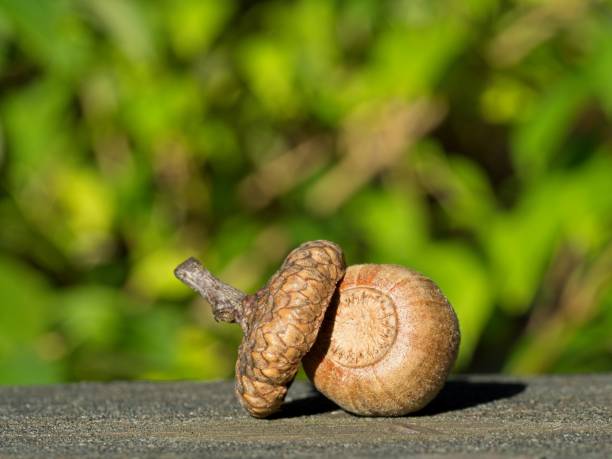 Oak acorn seed on railing with green vegetation background. A close up of an oak acorn with blurred background.