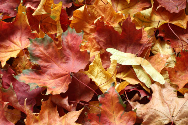 istock Autumn background - colorful maple leaves. Top down view 1436787202