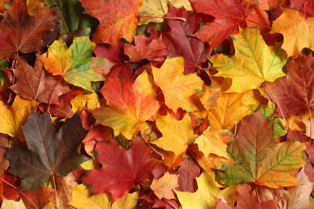 istock Autumn background - colorful maple leaves. Top down view 1436787205