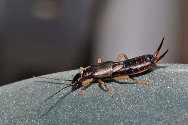 istock Close-up of a earwig 1436790068