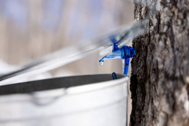istock Droplet of sap flowing from maple tree into a pail 1436790398