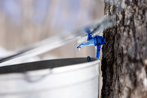 Droplet of sap flowing from maple tree into a pail at sugar shack, Quebec, Canada