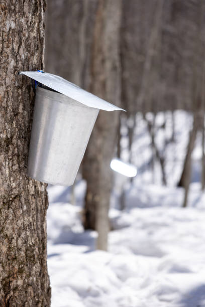 istock Droplet of sap flowing from maple tree into a pail 1436790439