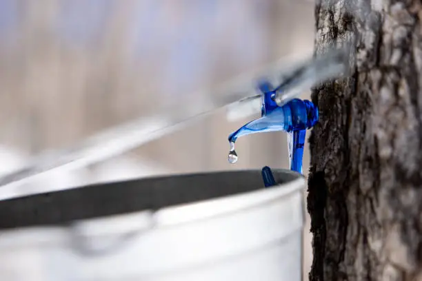 Photo of Droplet of sap flowing from maple tree into a pail