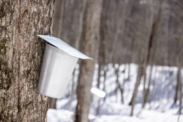 Droplet of sap flowing from maple tree into a pail at sugar shack, Quebec, Canada