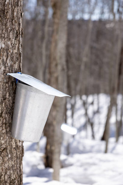 istock Droplet of sap flowing from maple tree into a pail 1436790795