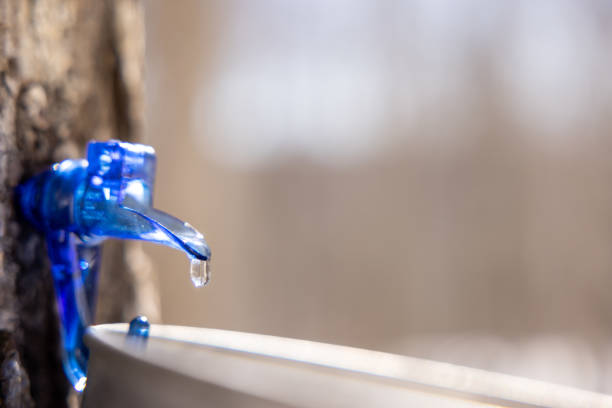 Droplet of sap flowing from maple tree into a pail at sugar shack, Quebec, Canada