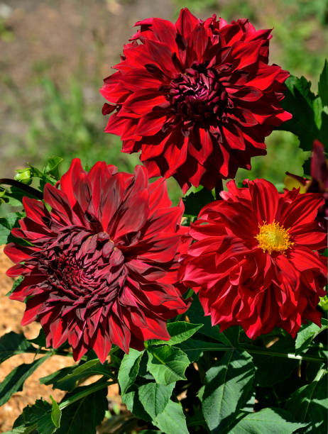 tres flores de dalia de color rojo oscuro, variedad spartacus de cerca sobre fondo de jardín borroso - spartacus fotografías e imágenes de stock