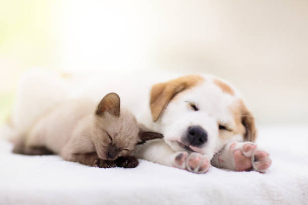 Cat and dog sleeping together. Kitten and puppy taking nap. Home pets. Animal care. Love and friendship. Domestic animals.