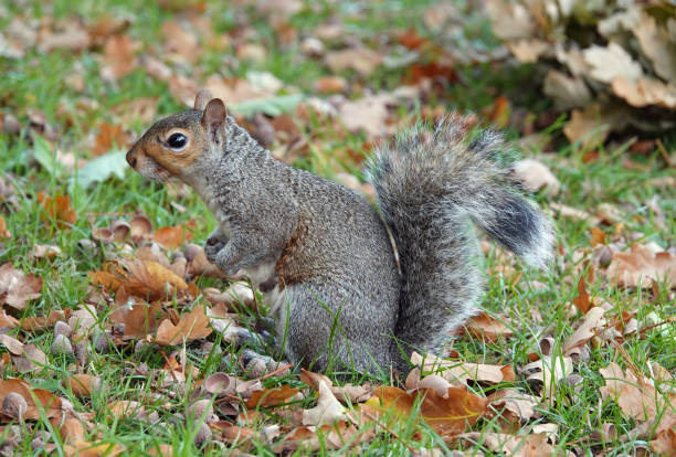 istock A side view of a grey squirrel perching on the ground in a park on an autumn day. 1436793314