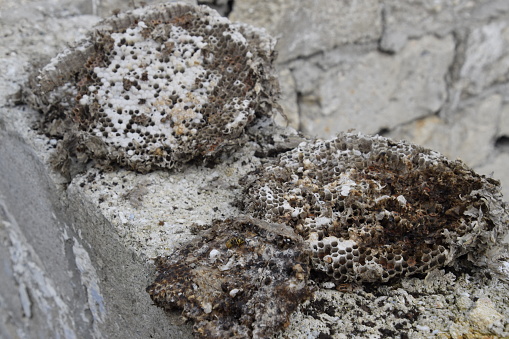 Vespula vulgaris. An old underground nest of wasps.