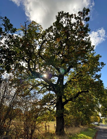 A mighty oak tree