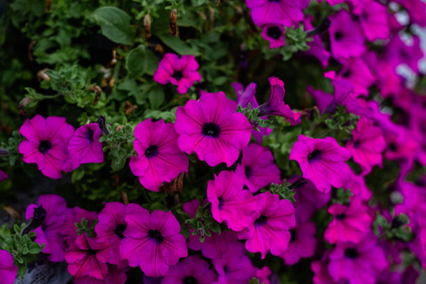 purple flowering petunia (Surfinia) with green leaves