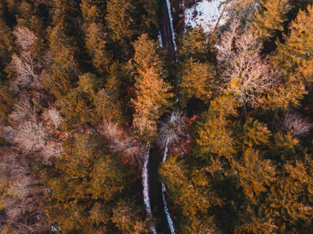istock Forest seen from above with orange and yellow colors 1436799922