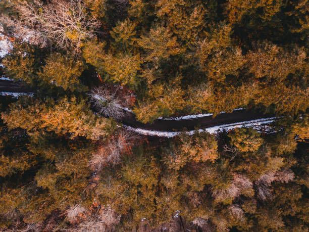 istock Forest seen from above with orange and yellow colors 1436799933