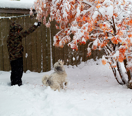 Young boy shakes snow off tree branches while puppy tries to catch snow in mouth. Ardrie, Alberta