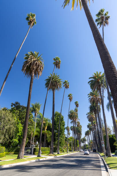 istock Beverly Hills street with tall palm trees 1436800440